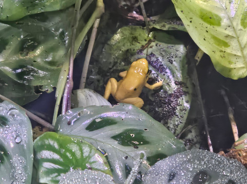 Neotropica, Postojna, Slovenia-波斯托伊纳必去景点