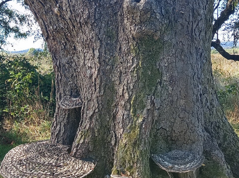 Centro de Humedales Río Cruces-瓦尔迪维亚必去景点