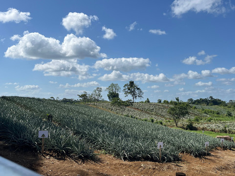 The Best Pineapple Tour Costa Rica-Rio Cuarto必去景点