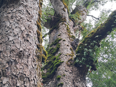 Centro de Humedales Río Cruces-瓦尔迪维亚必去景点
