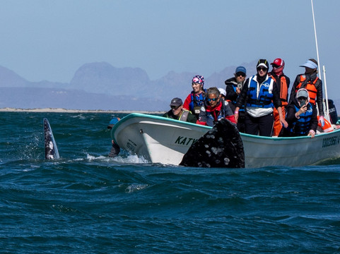Baja Ecotours-San Ignacio必去景点