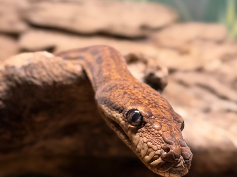 Snakes Downunder Reptile Park-Childers必去景点
