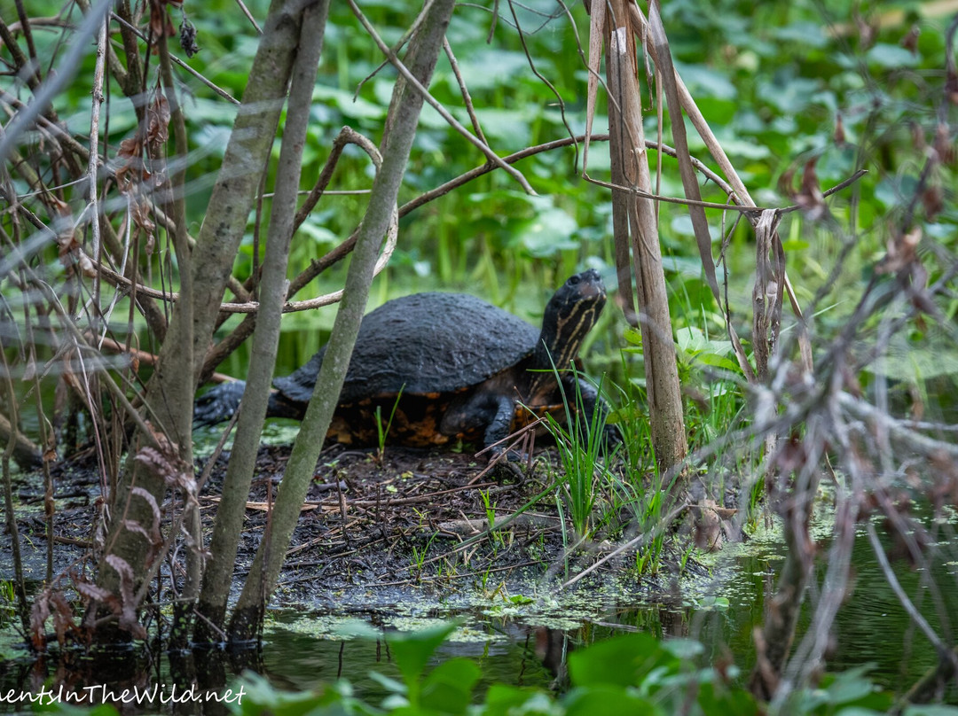 Se7en Wetlands-莱克兰必去景点