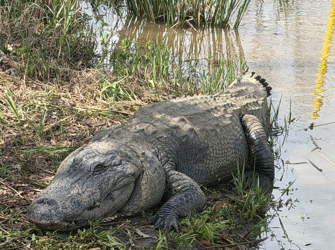 Ragin Cajun Airboat Tours-新奥尔良必去景点