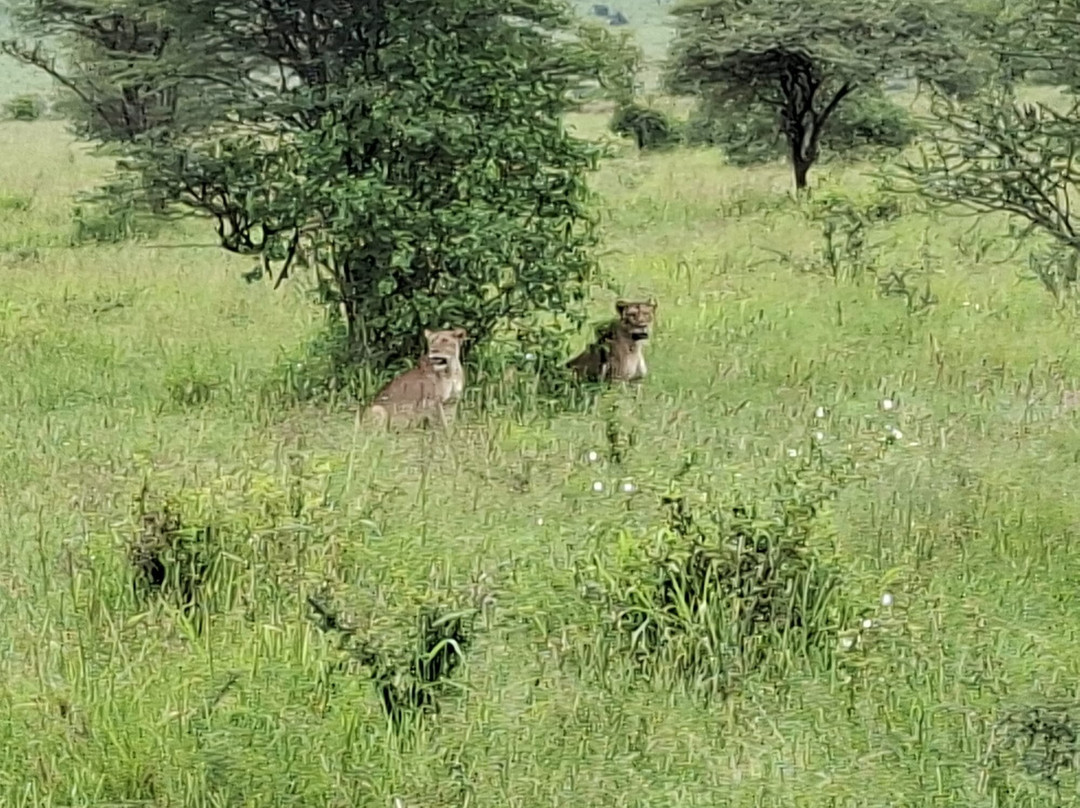 Predators Safari Club-阿鲁沙必去景点
