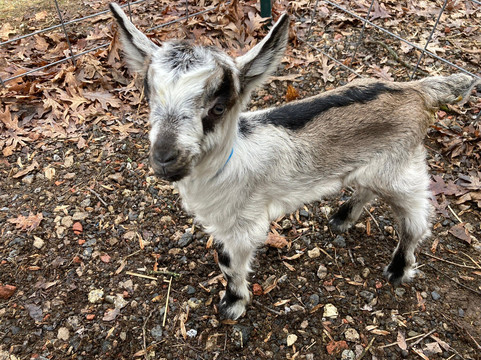 Gorgeous Goat Creamery-Stockton必去景点