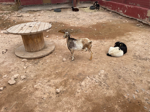 The Animal Academy-Antigua必去景点