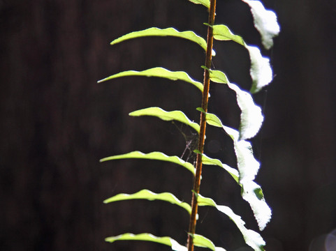 Clyde Butcher's Big Cypress Gallery-奥乔皮必去景点