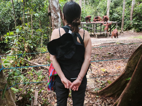 Bornean Orangutan Holiday-Pangkalan Bun必去景点