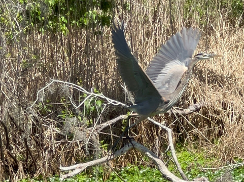 St. John's River Eco Tours, LLC-DeBary必去景点