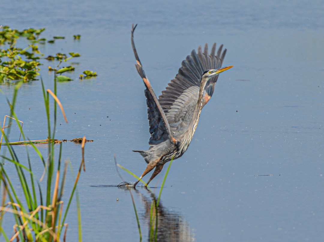 Airboat Rides West Palm Beach-西棕榈滩必去景点
