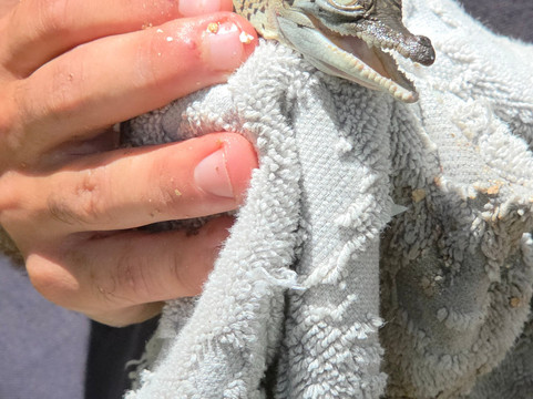 Koorana Crocodile Farm-Coowonga必去景点