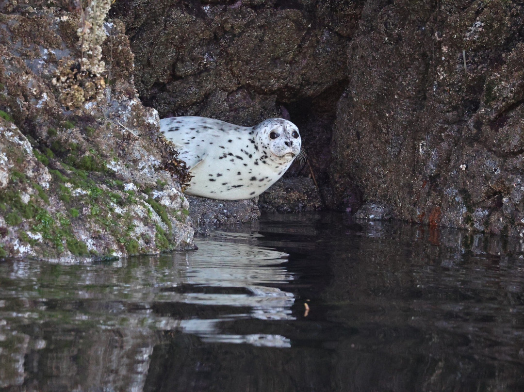 Sea Otter Eco Tours-Port Alice必去景点