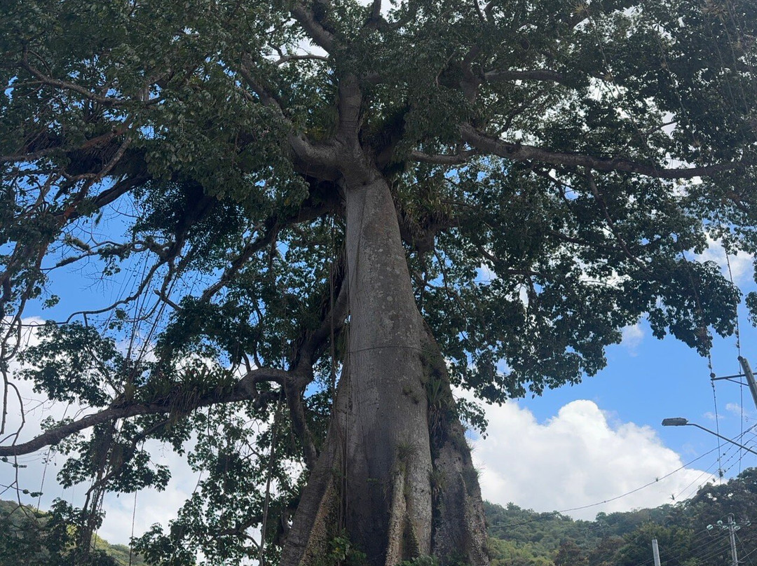 Island Girl Tours-斯卡伯勒必去景点