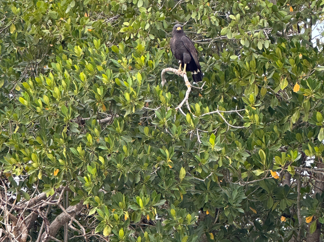 Guardianes De Los Manglares De Dzinintún-塞莱斯顿必去景点