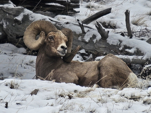Yellowstone Wild-加德纳必去景点