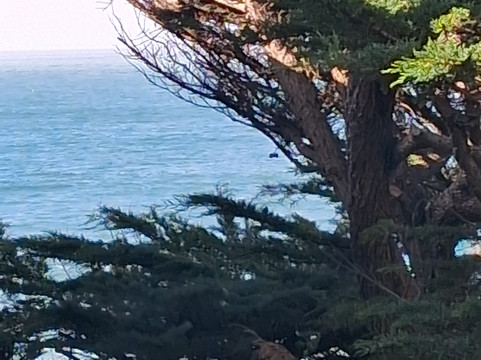 米拉马尔海滩龙柏酒店主图