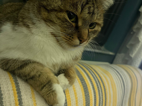 Tokat Mevlevihanesi-Tokat必去景点