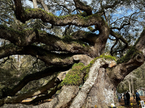 Angel Oak Tree-Johns Island必去景点