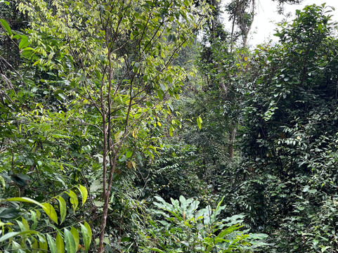 Cat Ba Ventures-卡巴必去景点