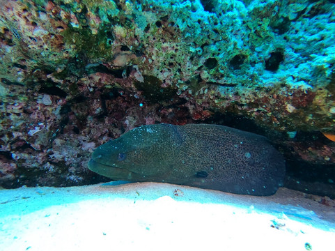 激情马尔代夫潜水学校-Maalhos必去景点