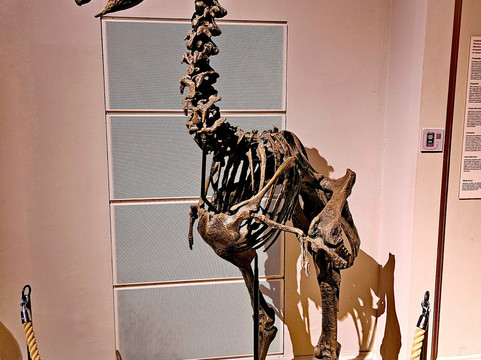 自然历史博物馆-赫尔辛基必去景点