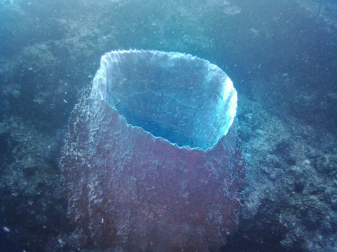 Only Blue Diving Dreams-Cockburn Town必去景点