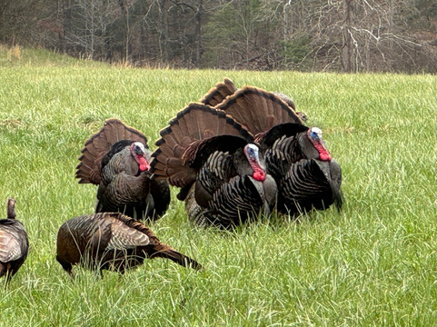 Oconaluftee Visitor Center-大雾山国家公园必去景点