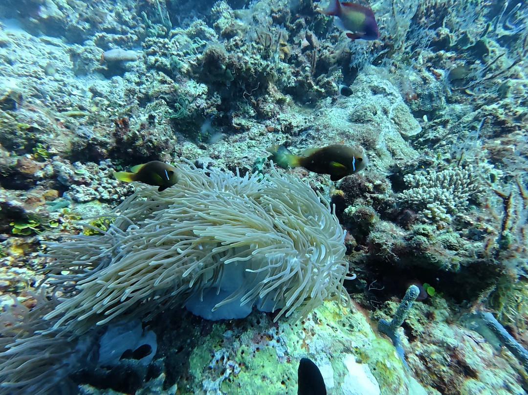 Diving Bluetribe Moofushi-南阿里环礁必去景点