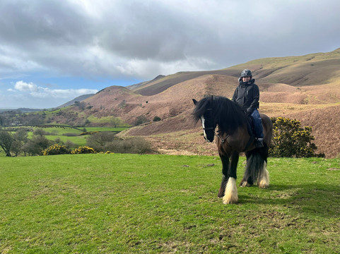 Cumbrian Heavy Horses-Millom必去景点