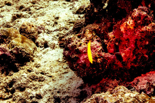 Scuba Journey-乌库拉斯必去景点