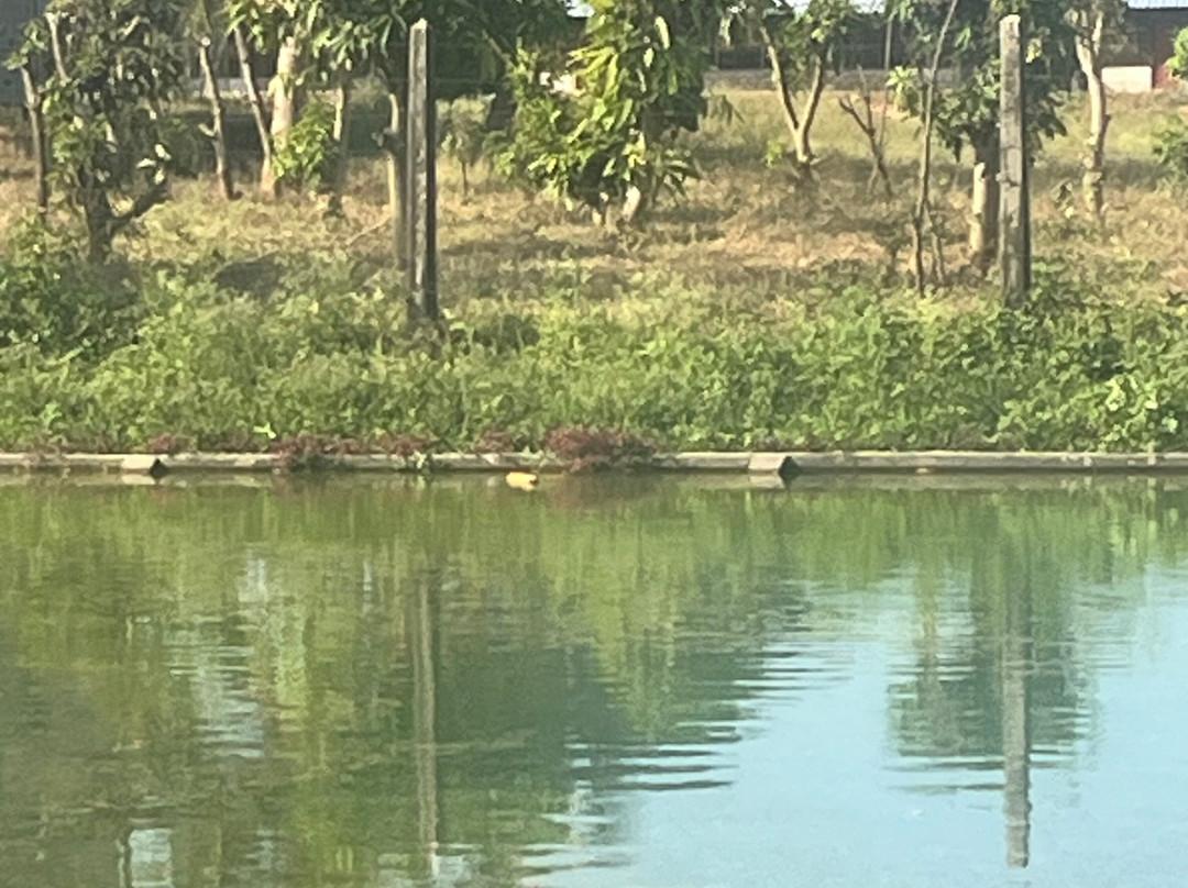 Thinnai Organic Farm主图