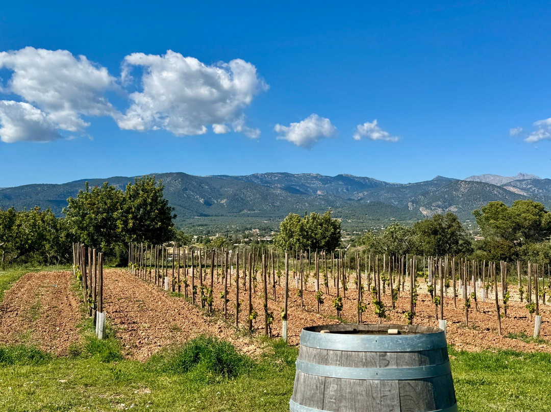 Mallorca Wine Tours-Santa Maria del Cami必去景点