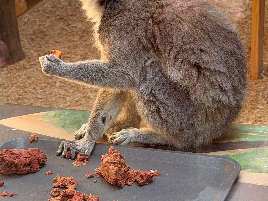 The Meadows Farm-卡菲利必去景点