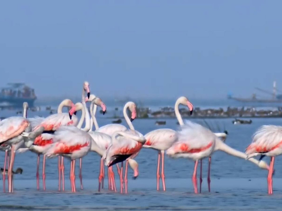 Chilika Lake-普里必去景点