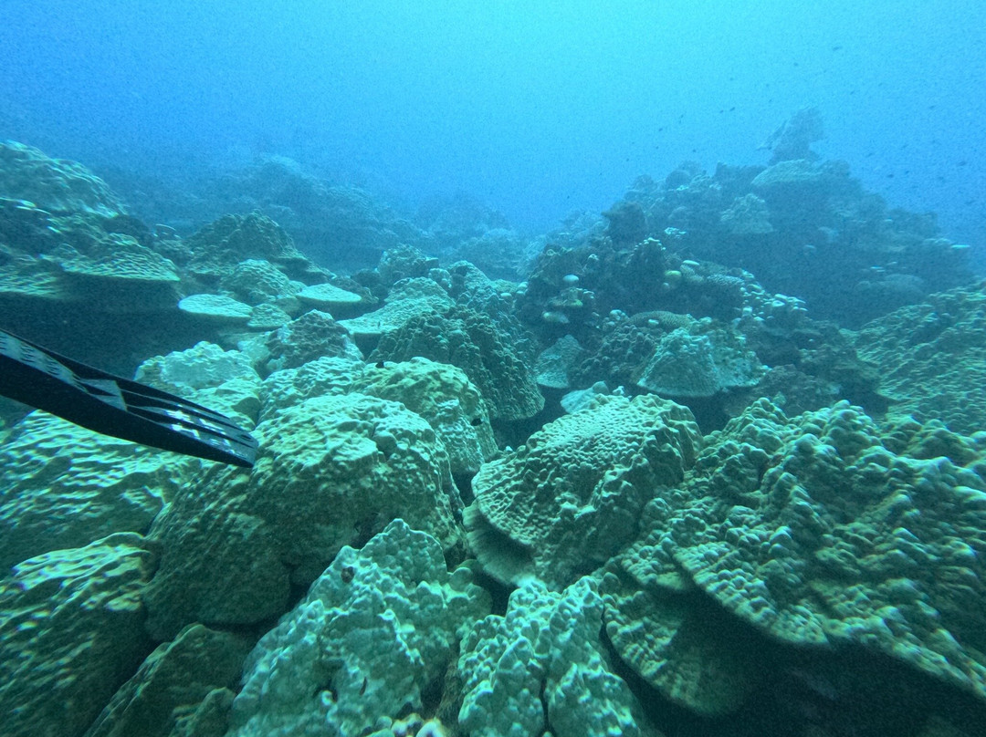 Pacific Divers-拉罗汤加必去景点