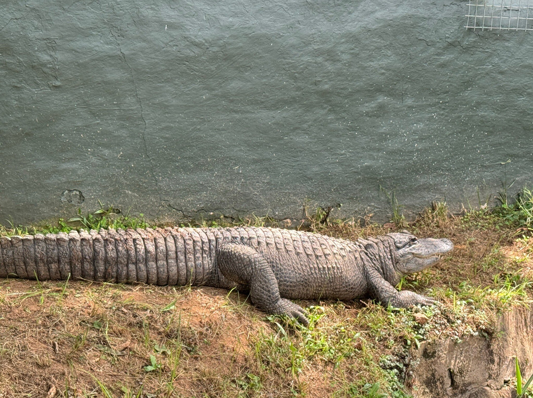 Crocodile Creek-Tongaat必去景点