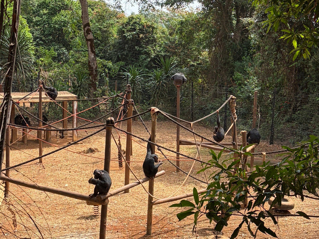 Tacugama Chimpanzee Sanctuary-弗里敦必去景点
