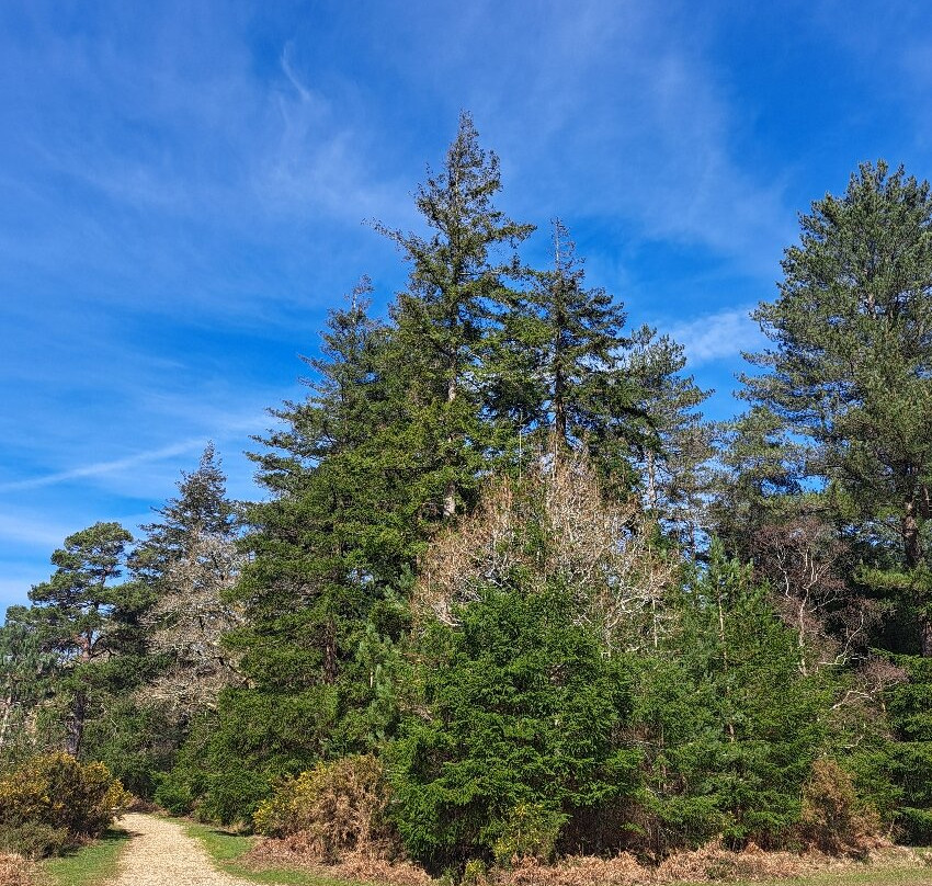 新森林国家公园-林德赫斯特必去景点