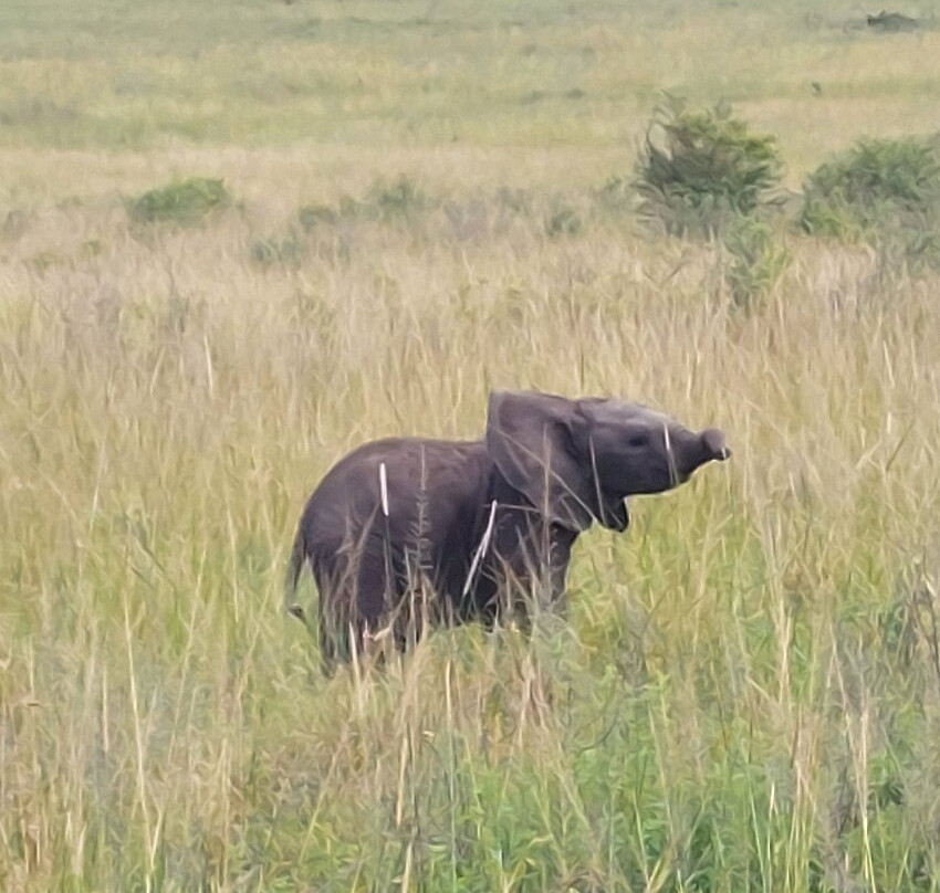 Grivet Tours And Safaris-马林地必去景点
