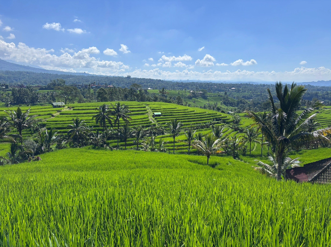 Jatiluwih Cycling & E-bike Tours With Bali By Pedals-达巴南必去景点
