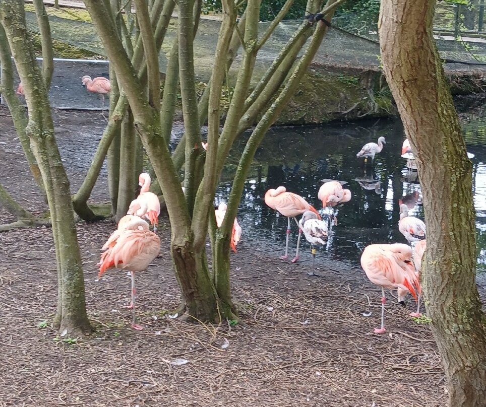 Amazona Zoo-克罗默必去景点