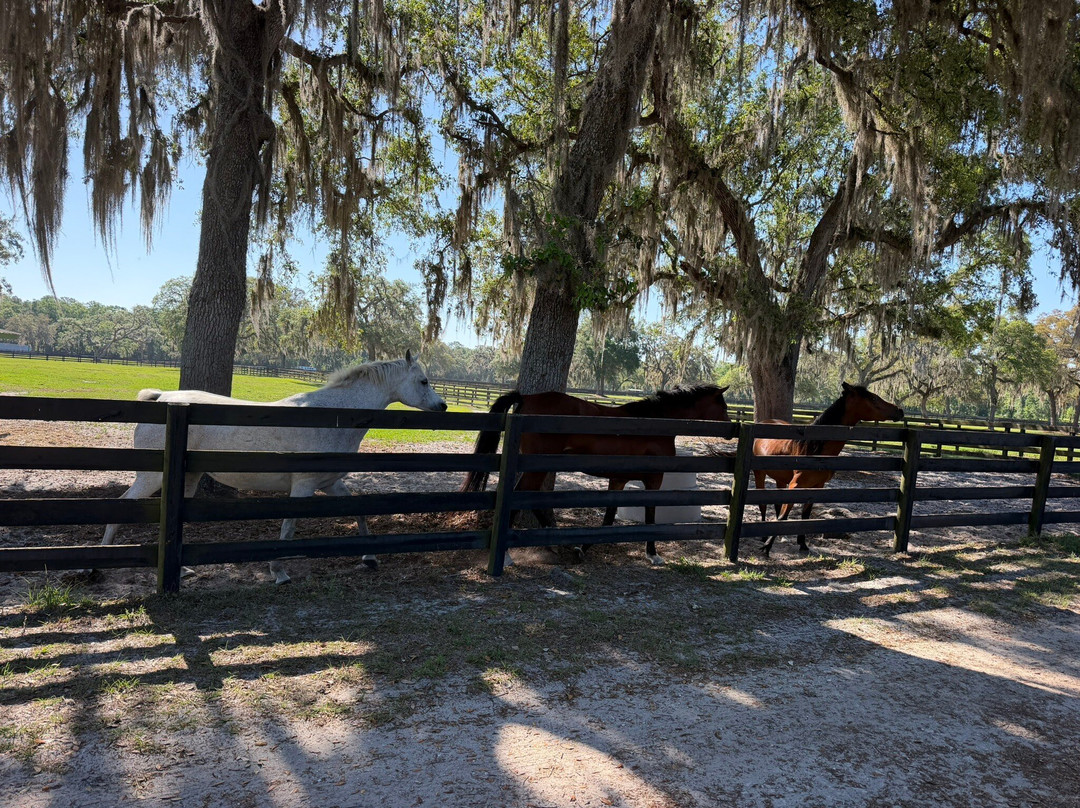 Farm Tours of Ocala-奥卡拉必去景点