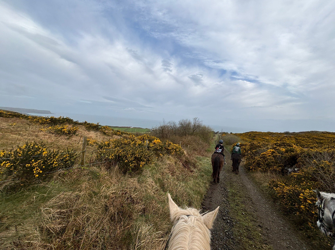 Sheans Horse Farm-Armoy必去景点