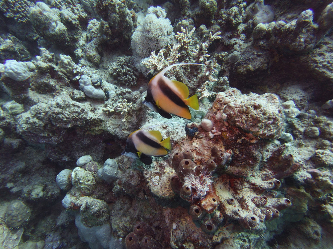 Coraya Divers Coraya Bay-马萨阿拉姆必去景点