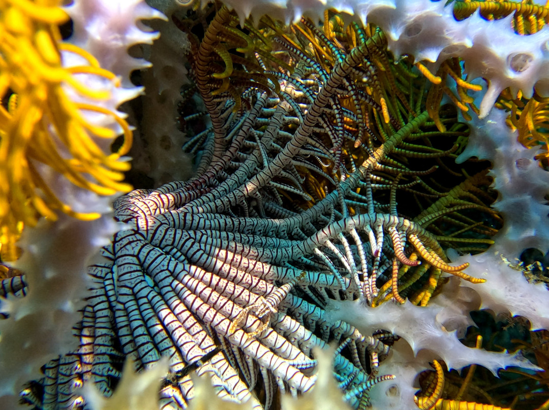 Miguel's Diving Gorontalo-哥伦打洛必去景点