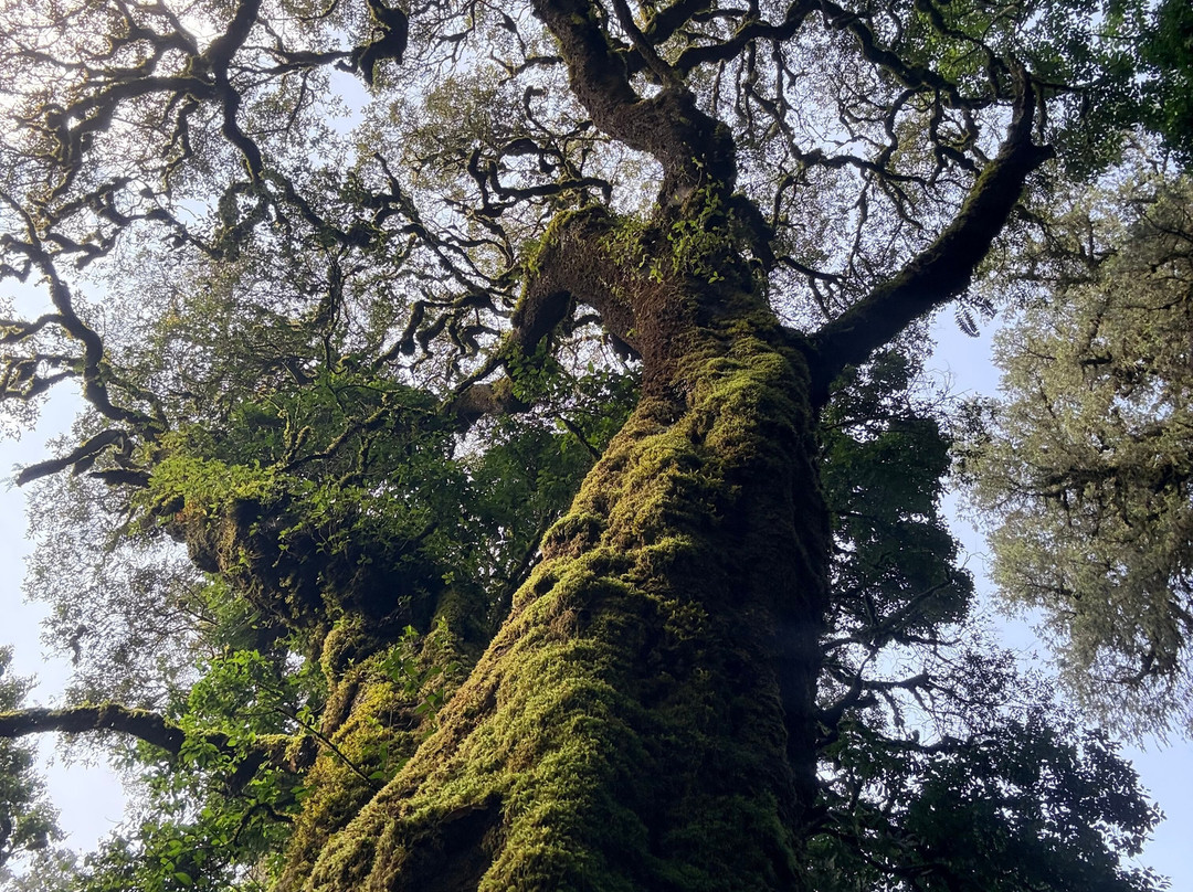Bale Trek Ethiopia Tours-Goba必去景点