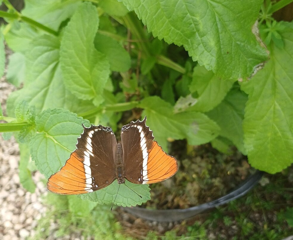 Guys Butterfly House-St Hilary必去景点