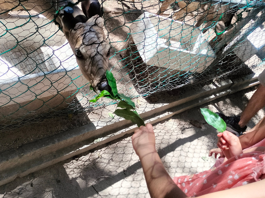 Croco Cun Zoo-从莫雷洛斯港必去景点