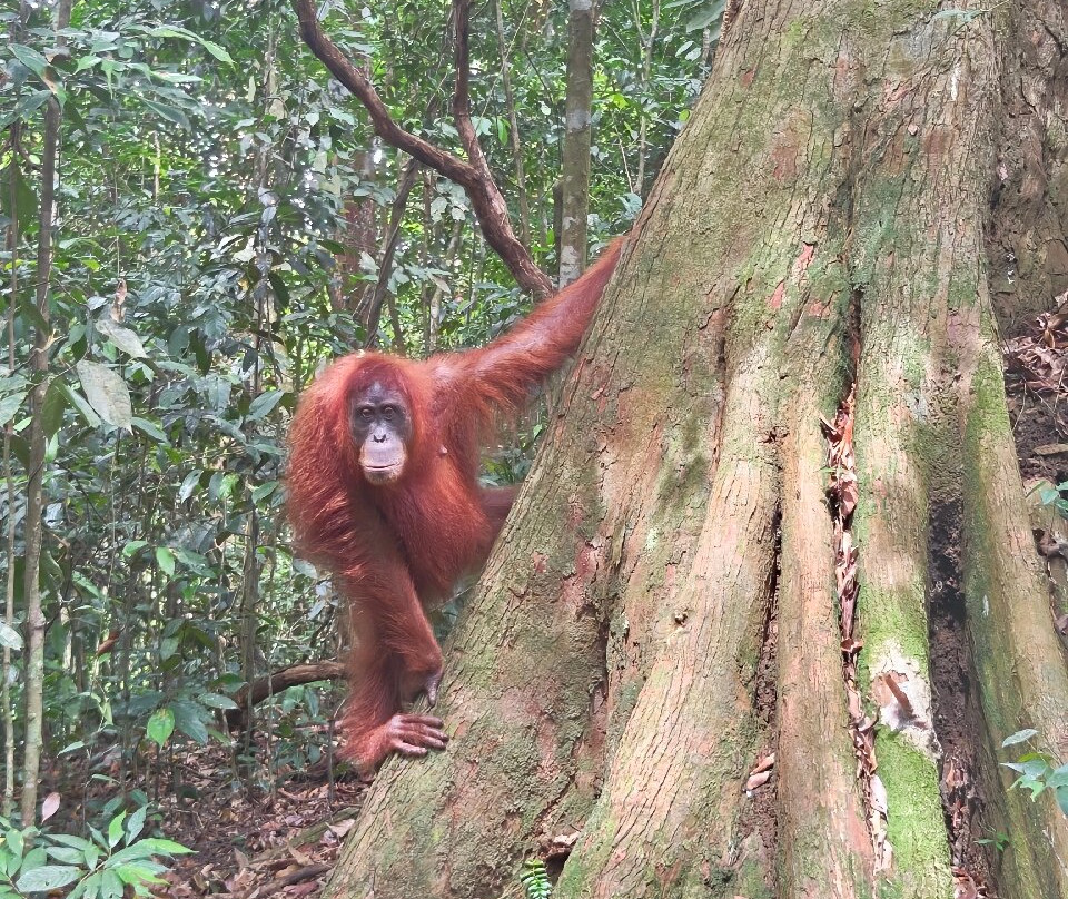 Bukit Lawang - Jungle Trekking Sumatra-武吉拉旺必去景点